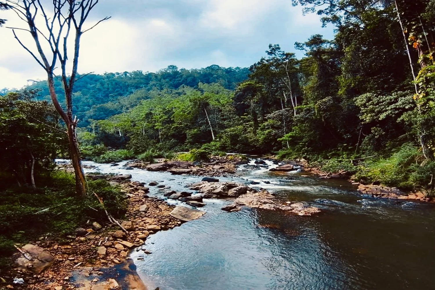 Luxury Hotel in Sinharaja - Half-Day Intensive Rainforest Safari